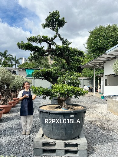 Podocarpus Bonsai · Large · LA