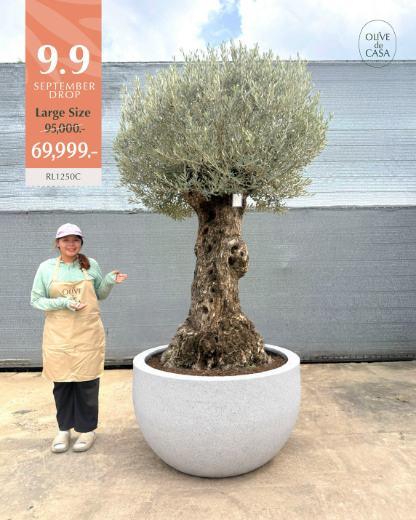 Hot Olive Tree · Promotion