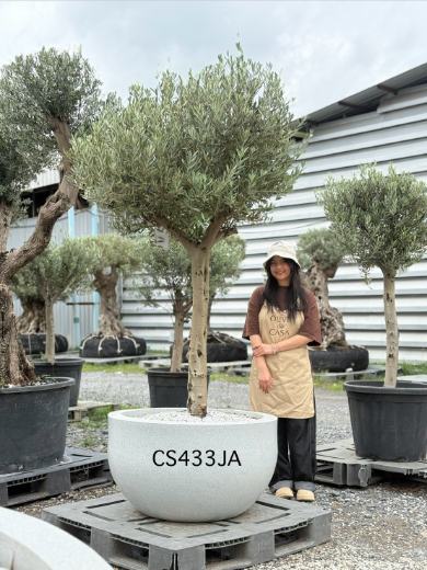 Olive Pot Size · SJA