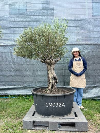 Hot Olive Tree · Promotion