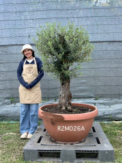 Hot Olive Tree · Promotion