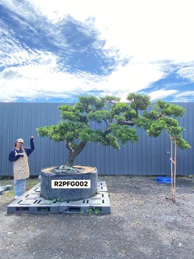 Imperial Podocarpus · FGI