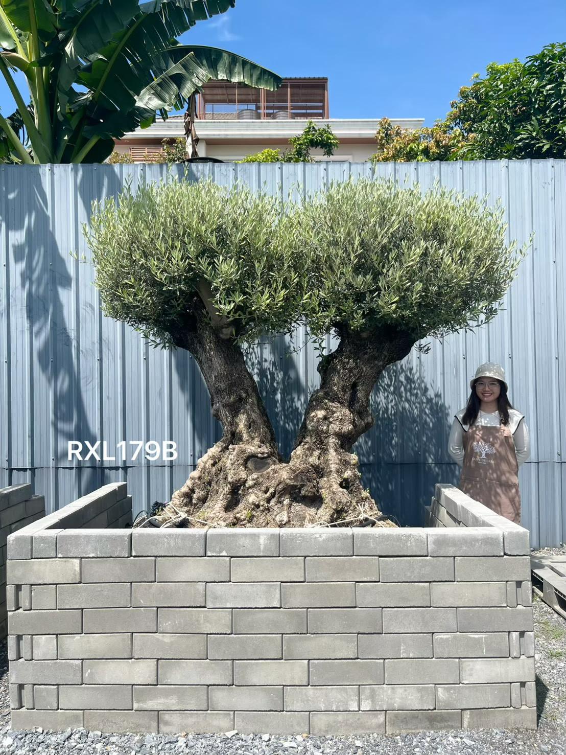 Ancient Olive · XLDB