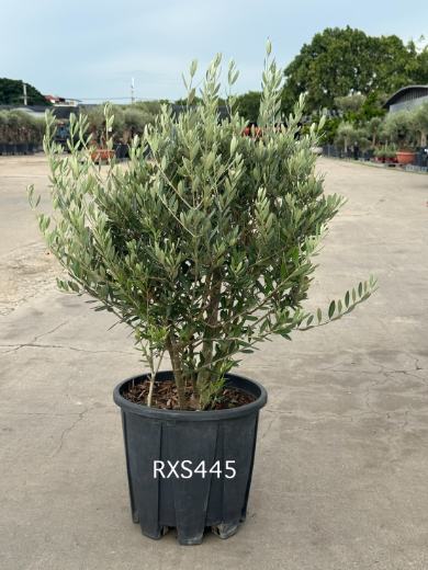 Starter Olive · XS