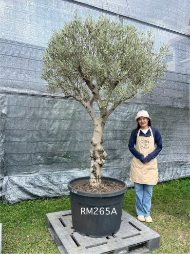 Hot Olive Tree · Promotion