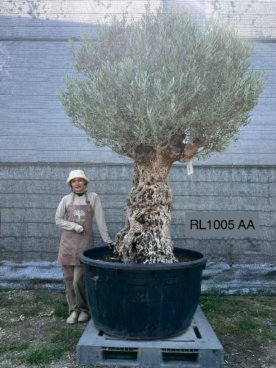 Hojiblanca · Large · LAA