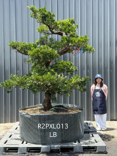 Podocarpus Bonsai · Large · LB