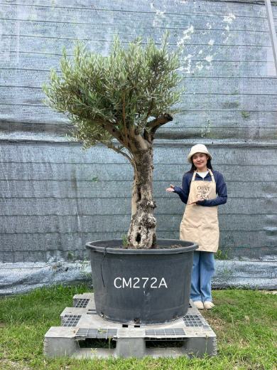 Hot Olive Tree · Promotion