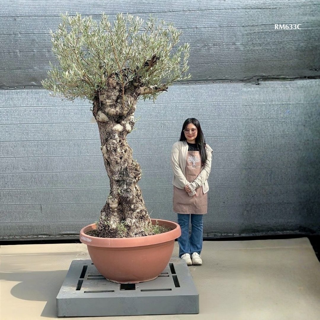 Hot Olive Tree · Promotion