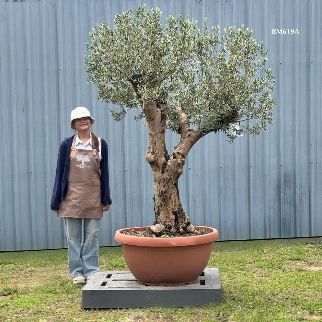 Hot Olive Tree · Promotion
