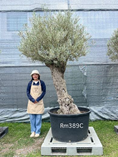 Hot Olive Tree · Promotion