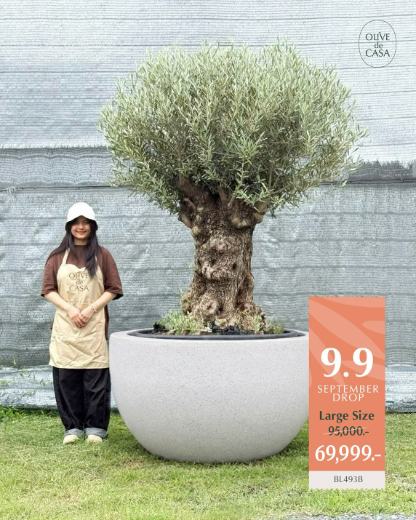 Hot Olive Tree · Promotion