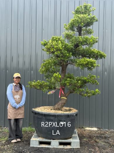 Podocarpus Bonsai · Large · LA