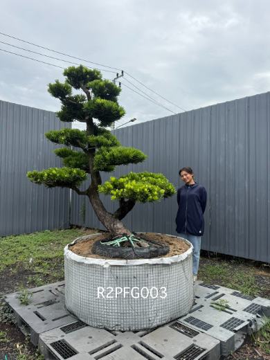 Imperial Podocarpus · FGH