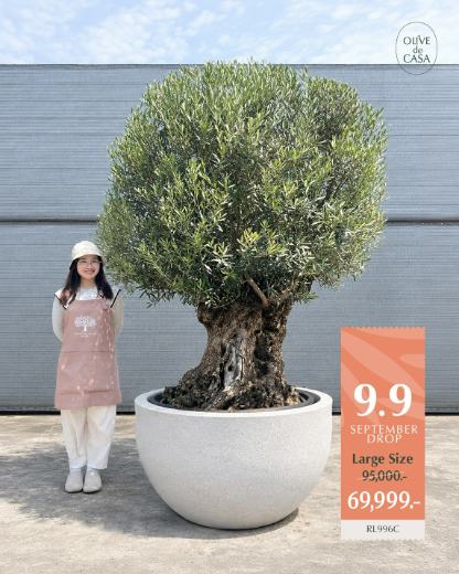 Hot Olive Tree · Promotion