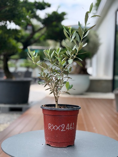 Starter Olive · XXS A