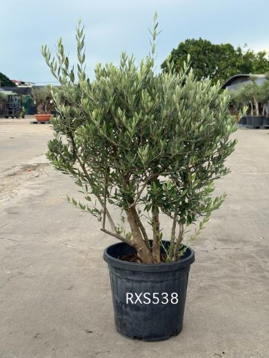 Starter Olive · XS
