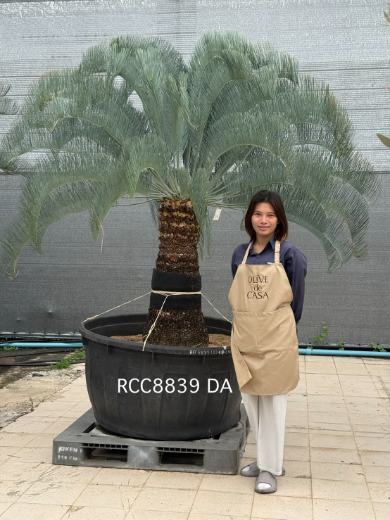 Rare Silver Cycad · DA · 100 cm