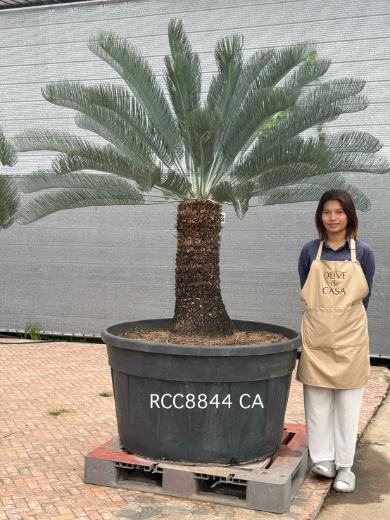 Rare Silver Cycad · CA · 80 cm