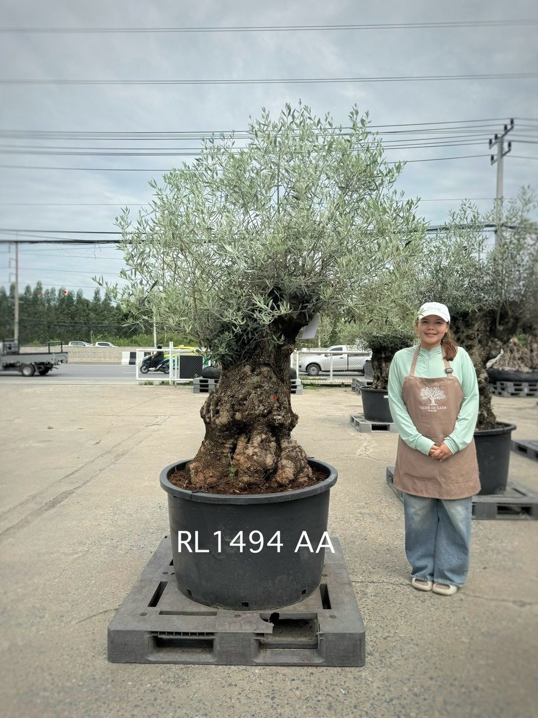Hojiblanca · Large · LAA