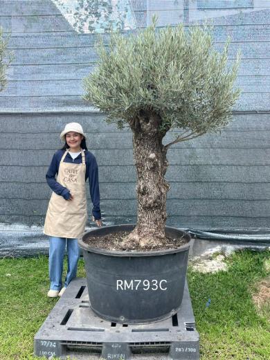 Hot Olive Tree · Promotion