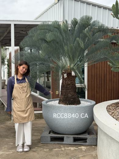 Rare Silver Cycad · CA · 80 cm