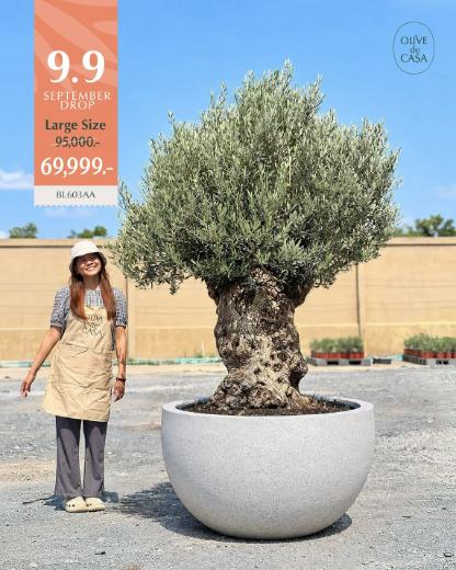 Hot Olive Tree · Promotion