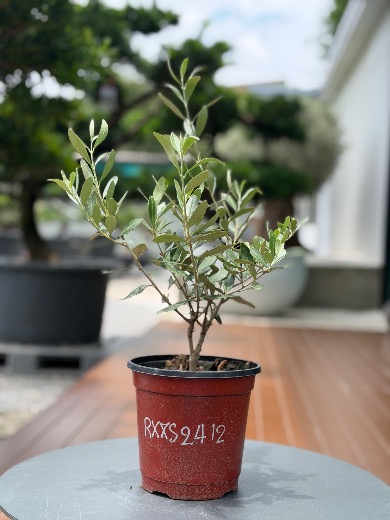 Starter Olive · XXS A