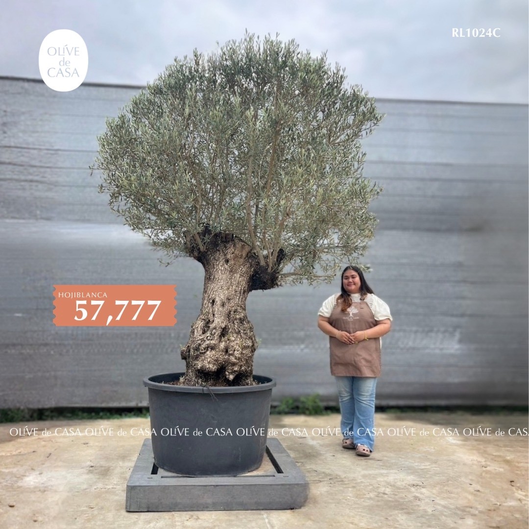 Hot Olive Tree · Promotion