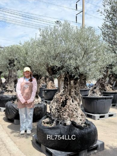 Ancient Olive · LLC
