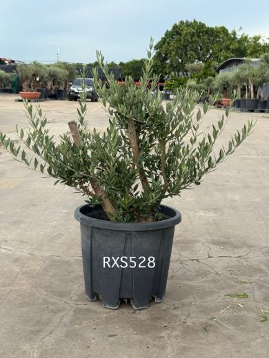 Starter Olive · XS