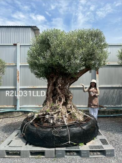 Ancient Olive · LLD