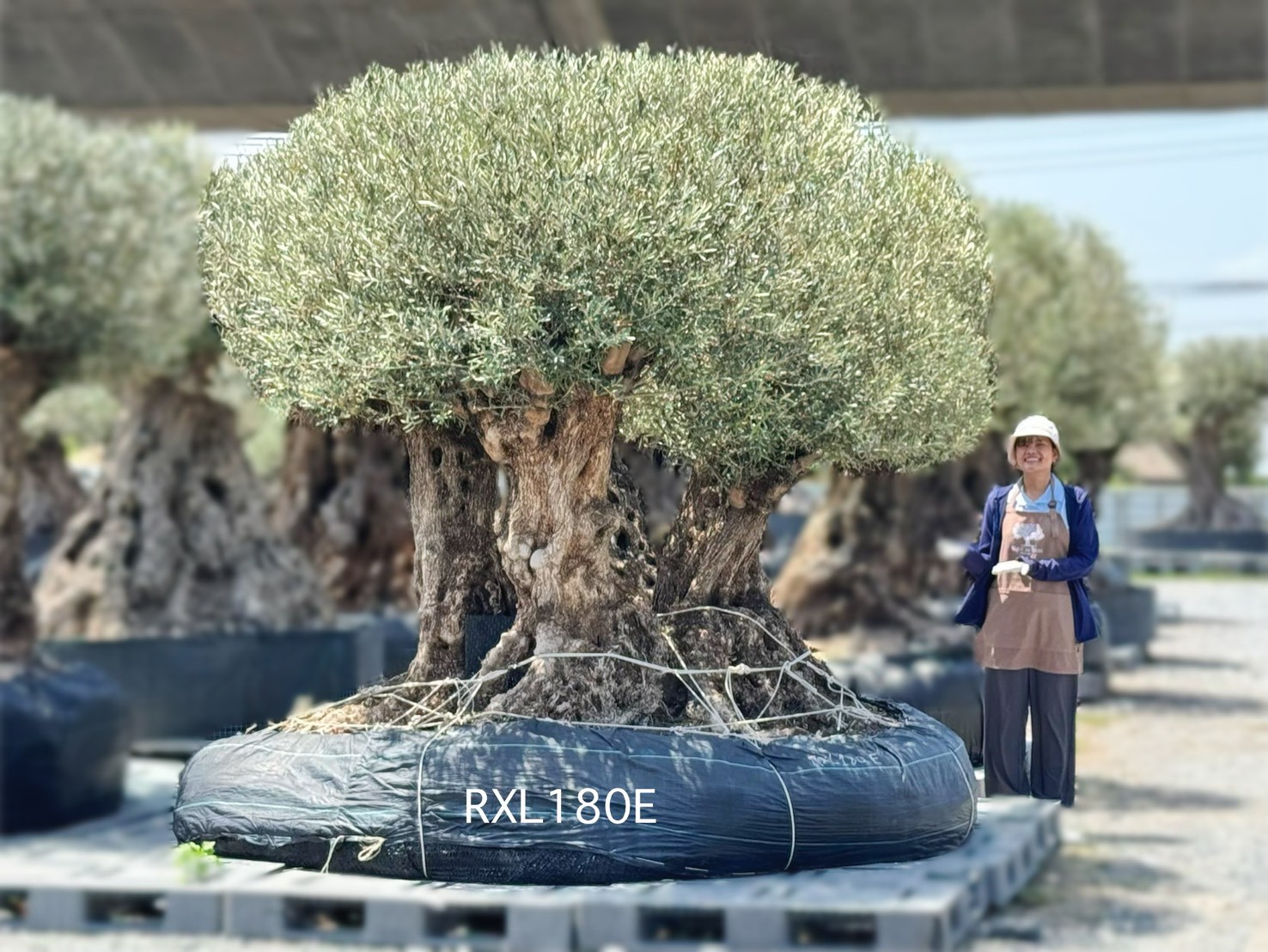 Ancient Olive · XLDB