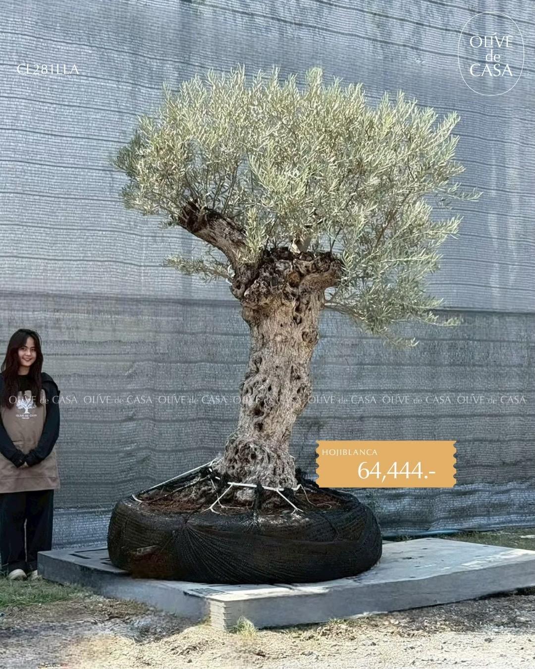 Hot Olive Tree · Promotion