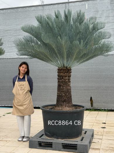 Rare Silver Cycad · CB · 90 cm
