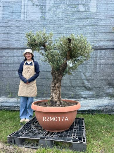 Hot Olive Tree · Promotion