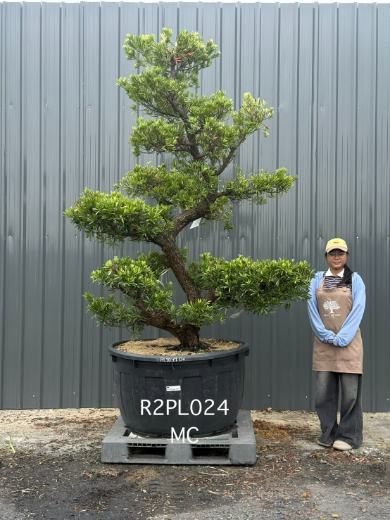 Podocarpus Bonsai · Large · MC