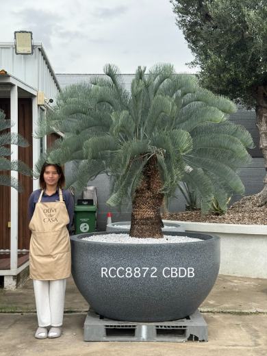 Rare Silver Cycad · CB · 90 cm