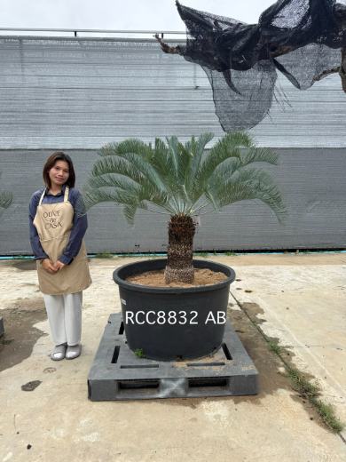 Rare Silver Cycad · AB · 40 cm