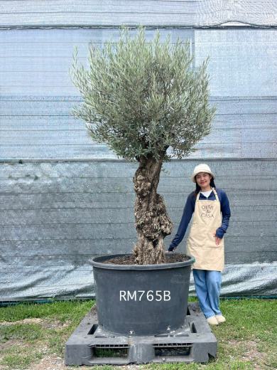 Hot Olive Tree · Promotion