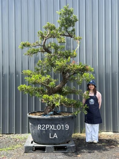 Podocarpus Bonsai · Large · LA