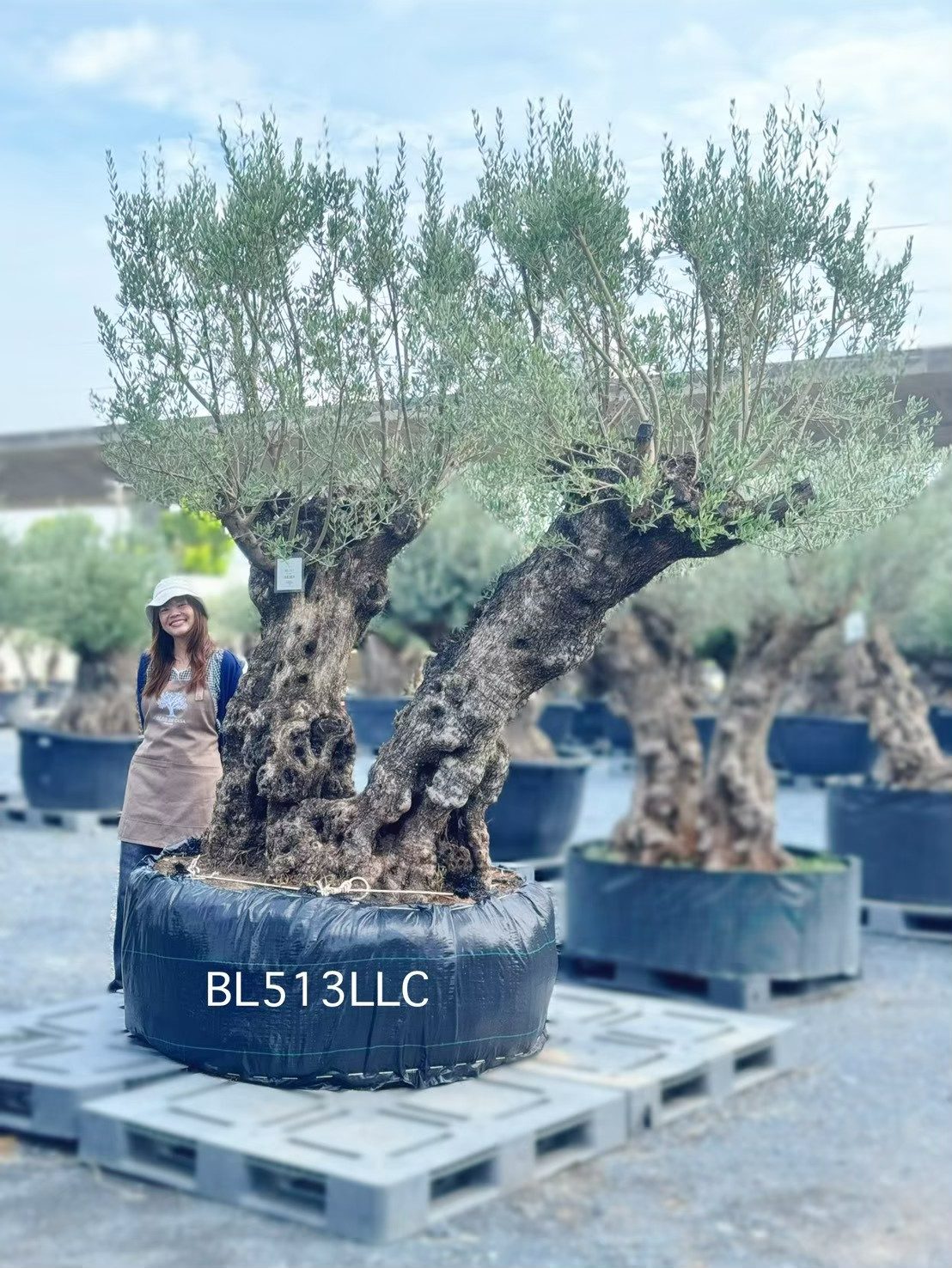 Ancient Olive · XLDB