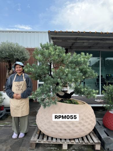 Podocarpus Bonsai · Large · MD