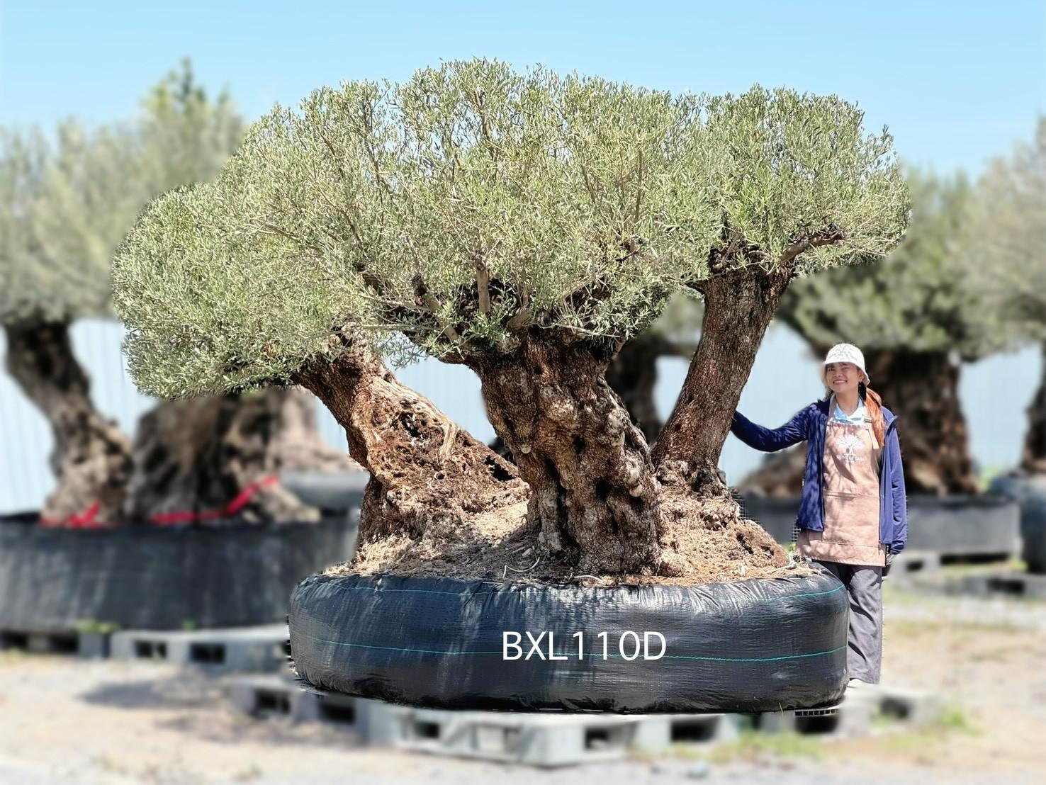 Ancient Olive · XLDB