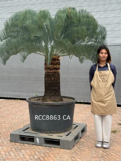 Rare Silver Cycad · CA · 80 cm