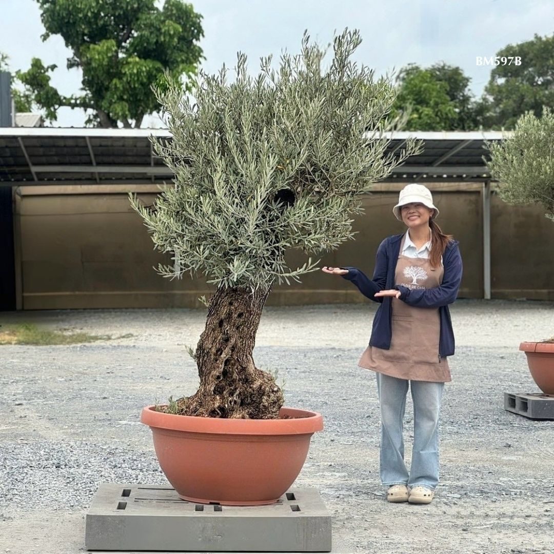 Hot Olive Tree · Promotion