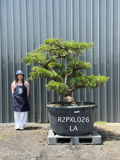 Podocarpus Bonsai · Large · LA