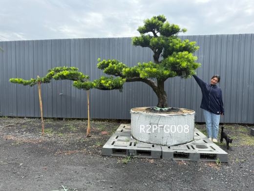 Imperial Podocarpus · FGD