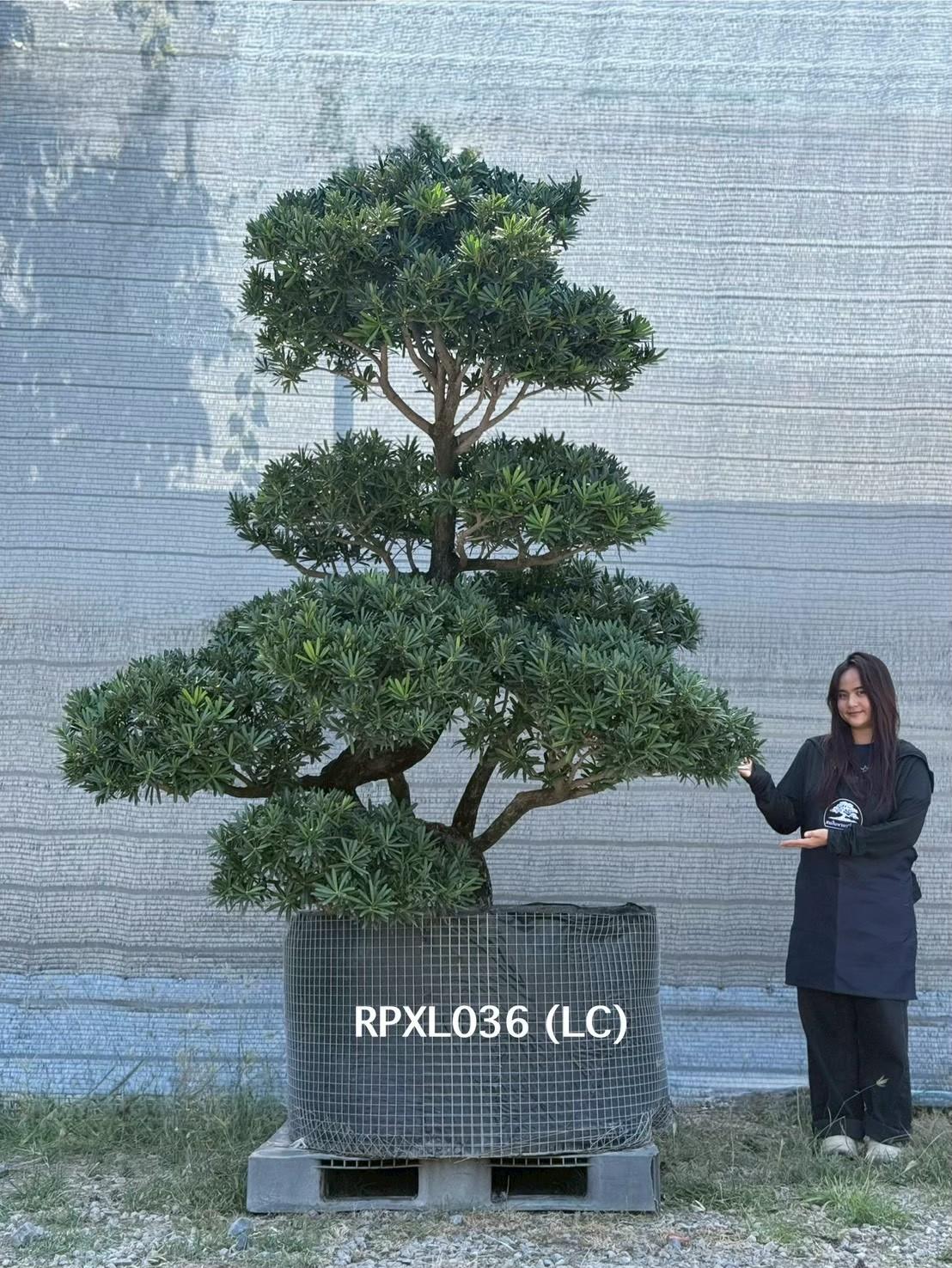 Podocarpus Bonsai · Large · LC