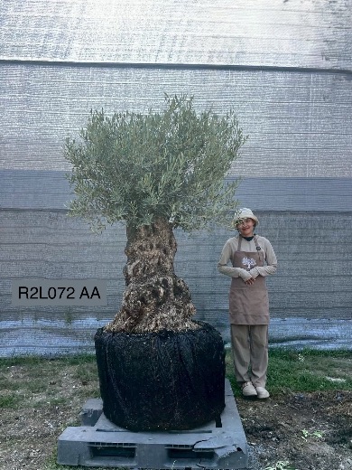 Hojiblanca · Large · LAA
